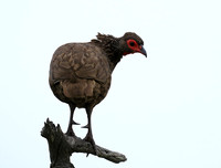 Swanson spurfowl - Mala Mala game reserve