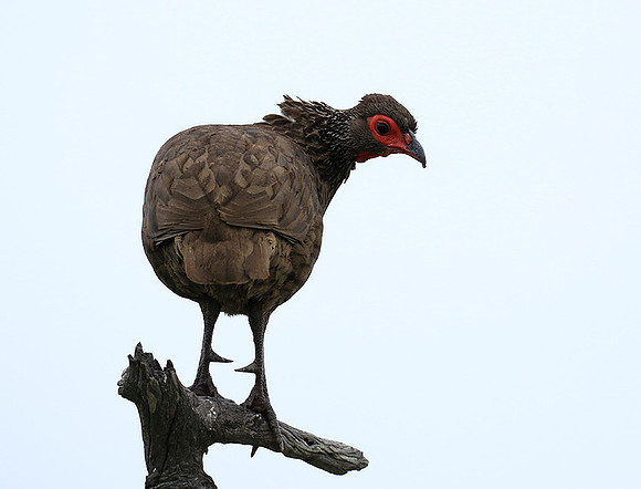Swanson spurfowl - Mala Mala game reserve