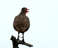 Swanson spurfowl - Mala Mala game reserve