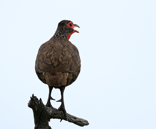 Swanson spurfowl - Mala Mala game reserve
