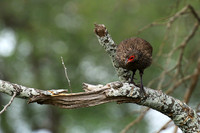 Swanson's spurfowl at Lion Sands