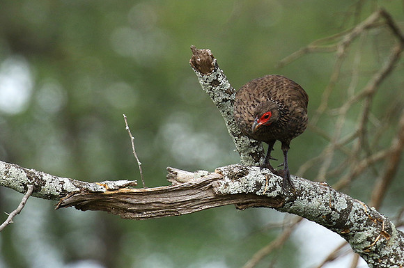 Swanson's spurfowl at Lion Sands