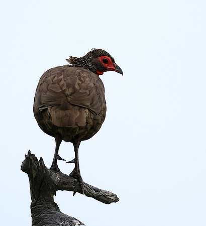 Swanson spurfowl - Mala Mala game reserve