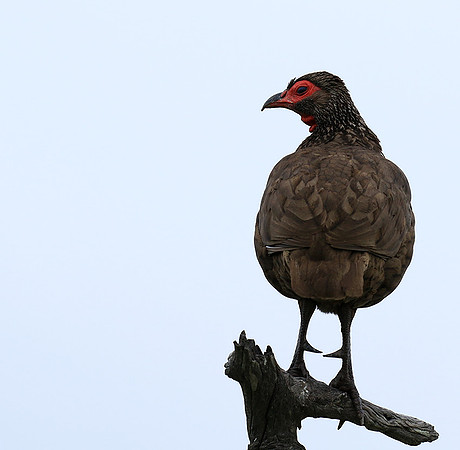Swanson spurfowl - Mala Mala game reserve