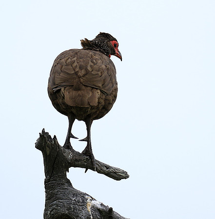 Swanson spurfowl - Mala Mala game reserve