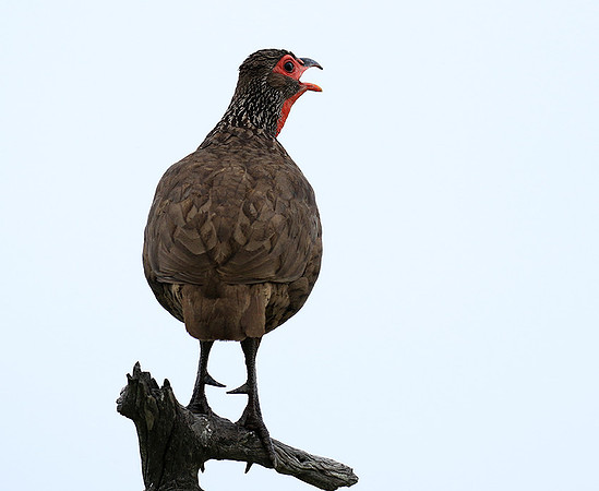 Swanson spurfowl - Mala Mala game reserve