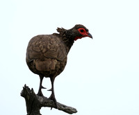 Swanson spurfowl - Mala Mala game reserve