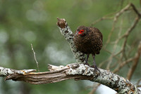 Swanson's spurfowl at Lion Sands