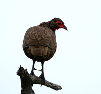 Swanson spurfowl - Mala Mala game reserve