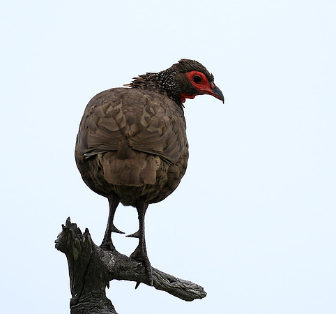 Swanson spurfowl - Mala Mala game reserve