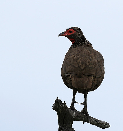 Swanson spurfowl - Mala Mala game reserve