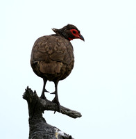 Swanson spurfowl - Mala Mala game reserve