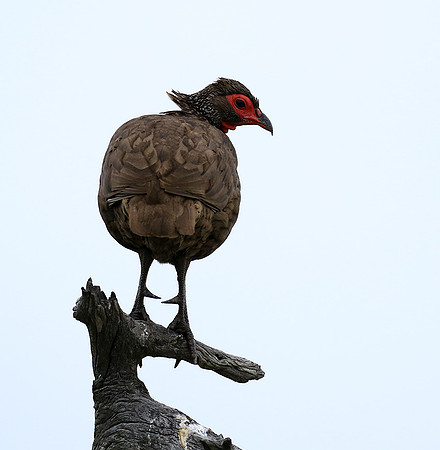 Swanson spurfowl - Mala Mala game reserve