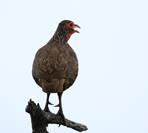 Swanson spurfowl - Mala Mala game reserve