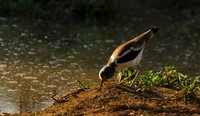 Wattled lapwing - South Luangwa