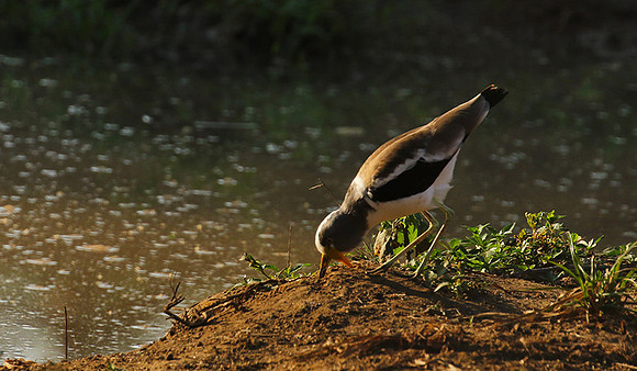 Wattled lapwing - South Luangwa
