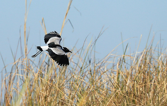 Blacksmith lapwing - Kafue National Park
