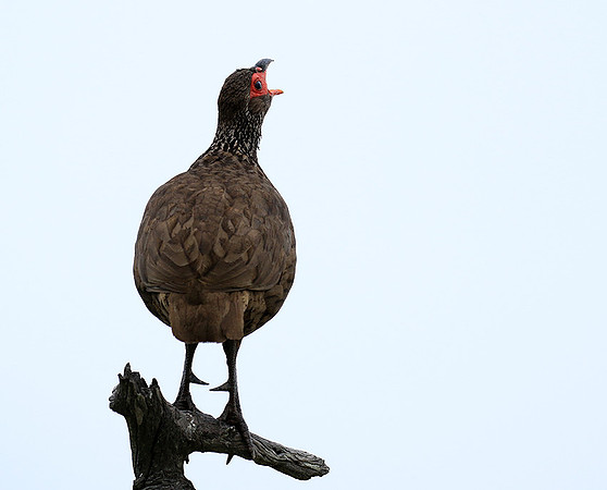 Swanson spurfowl - Mala Mala game reserve