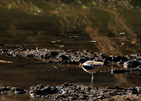 Wattled lapwing - South Luangwa