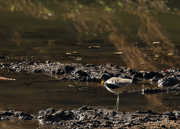 Wattled lapwing - South Luangwa