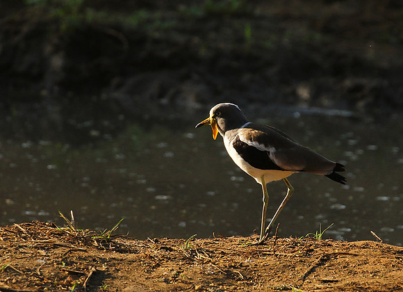 Wattled lapwing - South Luangwa