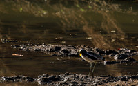 Wattled lapwing - South Luangwa