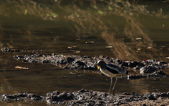 Wattled lapwing - South Luangwa