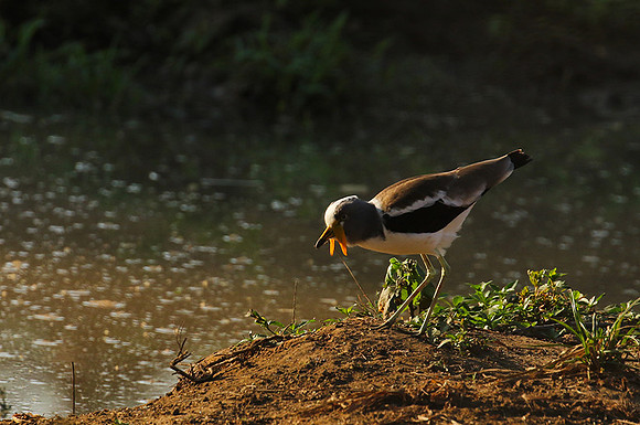 Wattled lapwing - South Luangwa