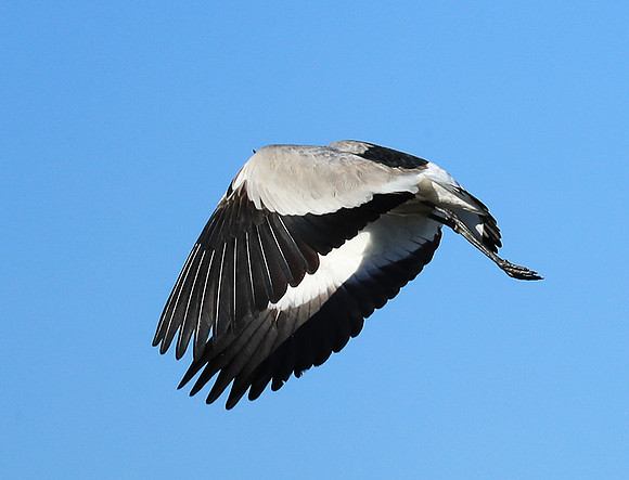 Blacksmith lapwing - Kafue National Park