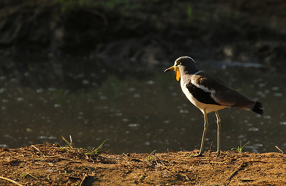 Wattled lapwing - South Luangwa