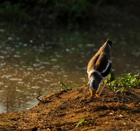 Wattled lapwing - South Luangwa