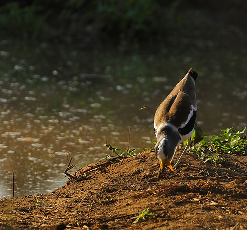 Wattled lapwing - South Luangwa