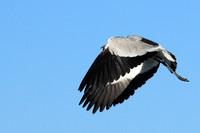 Blacksmith lapwing - Kafue National Park