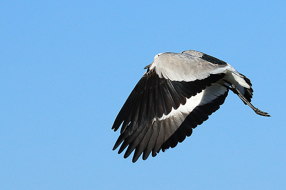Blacksmith lapwing - Kafue National Park