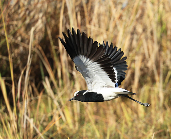 Blacksmith lapwing - Kafue National Park