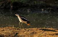Wattled lapwing - South Luangwa