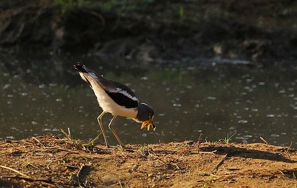 Wattled lapwing - South Luangwa
