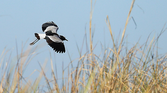 Blacksmith lapwing - Kafue National Park