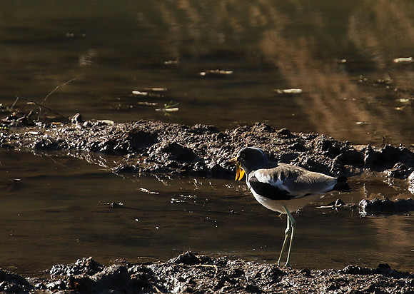 Wattled lapwing - South Luangwa