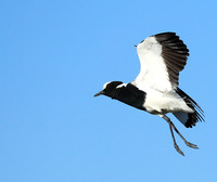Blacksmith lapwing - Kafue National Park