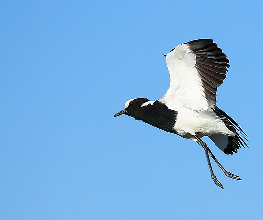 Blacksmith lapwing - Kafue National Park