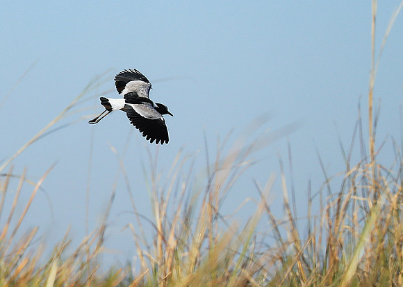 Blacksmith lapwing - Kafue National Park