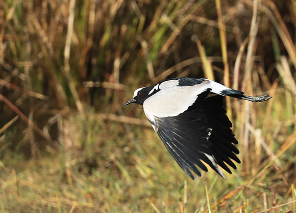 Blacksmith lapwing - Kafue National Park