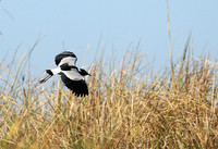 Blacksmith lapwing - Kafue National Park