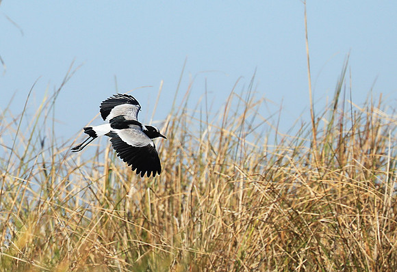 Blacksmith lapwing - Kafue National Park