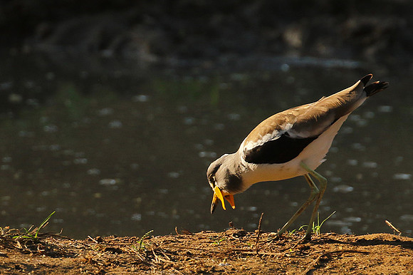 Wattled lapwing - South Luangwa