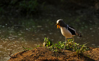 Wattled lapwing - South Luangwa