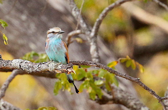 Racket-tailed roller - Hwange NP
