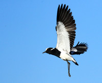 Blacksmith lapwing - Kafue National Park