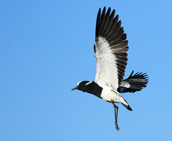 Blacksmith lapwing - Kafue National Park